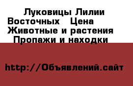 Луковицы Лилии Восточных › Цена ­ 25 -  Животные и растения » Пропажи и находки   
